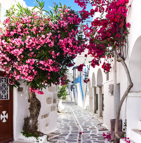 Flowers in the typical neighbourhood streets of Greece